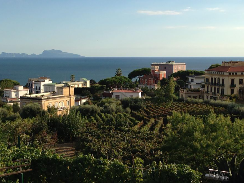 Vigneto azienda agricola Varriale a Posillipo