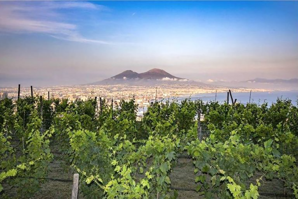 Vigneto sul golfo di Napoli